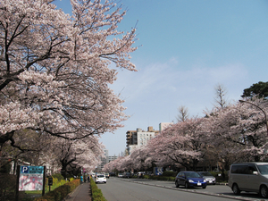 国立桜並木.jpg